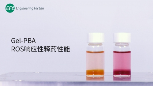 Gel-PBA ROS響應(yīng)性釋藥性能
