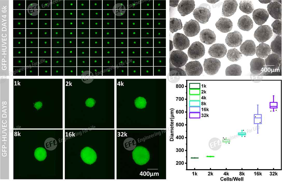 1739582310915894.jpg 圖片4.jpg
