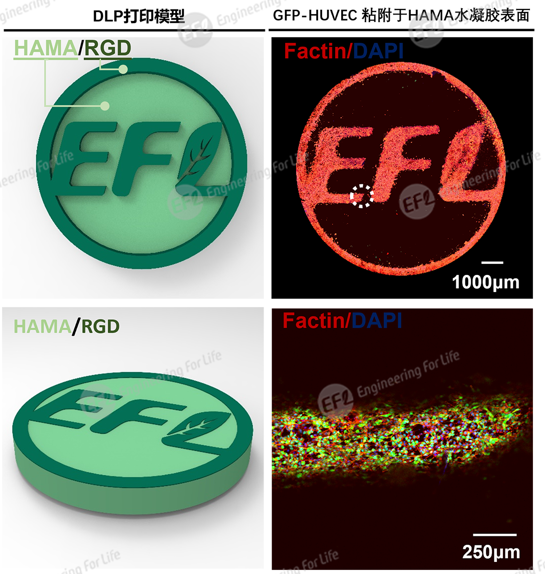 1739592636490971.png 圖片5.png