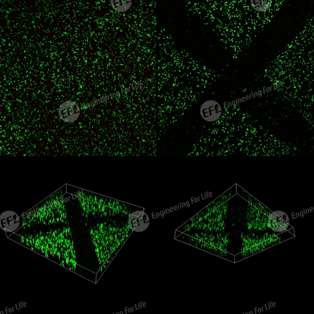 1747291062196220.gif 圖片7 (2).gif