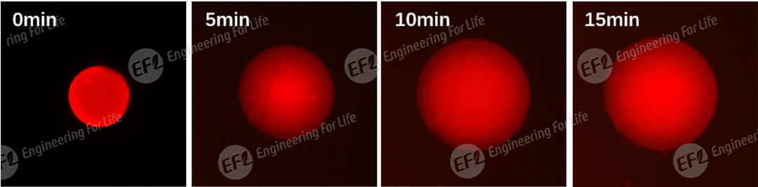 1748420910426772.jpg 圖片3.jpg