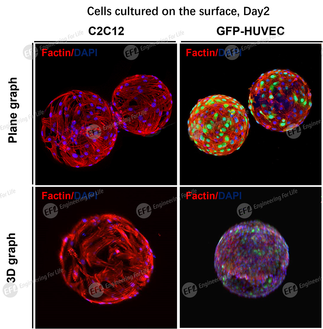 1748509858269541.jpg 圖片4.jpg