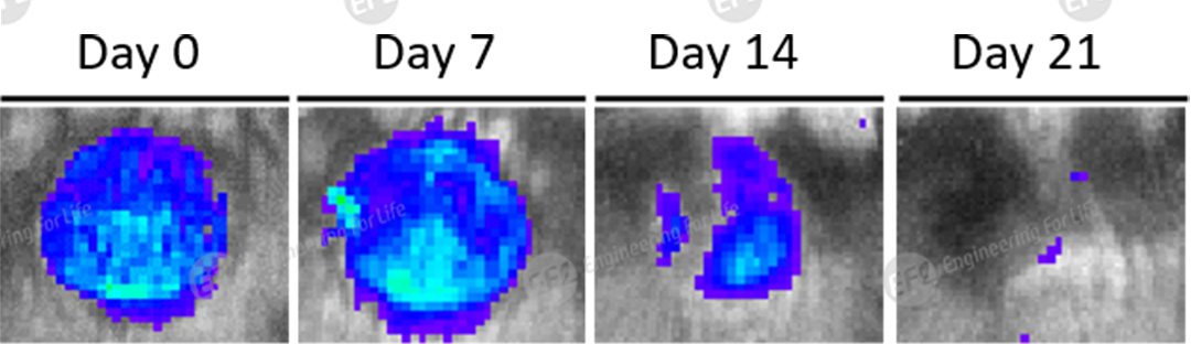1750146641965624.jpg 圖片6.jpg