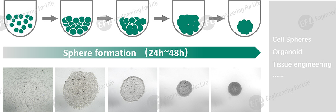 1751011727247551.jpg 圖片2.jpg