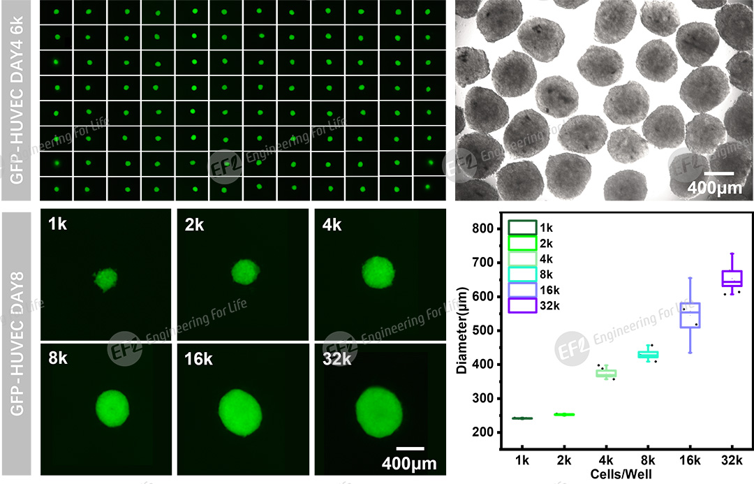 1751011829509835.jpg 圖片3.jpg