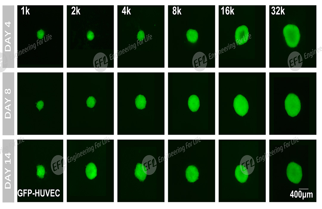 1751011867247724.jpg 圖片4.jpg