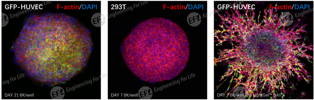 1751012068448729.jpg 圖片5.jpg